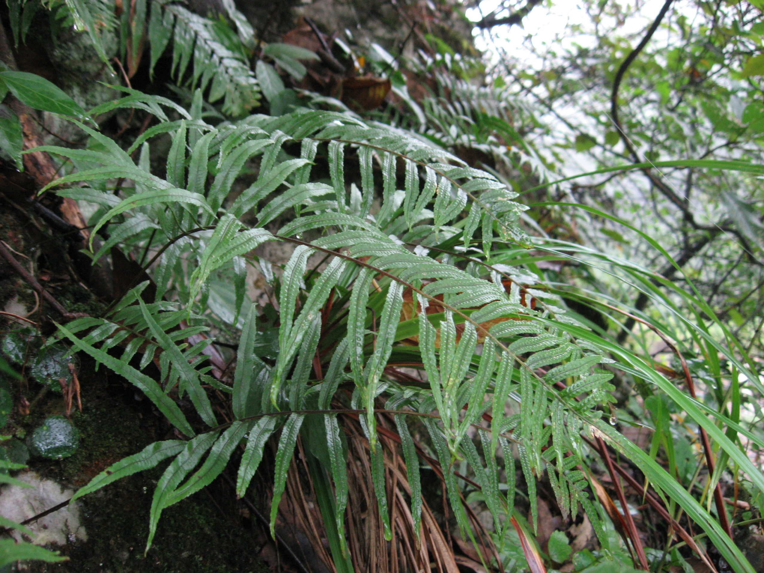 Polypodioides chinensis