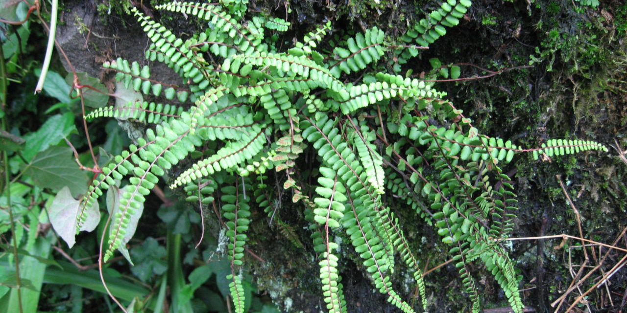 Asplenium trichomanes