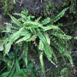 Asplenium trichomanes