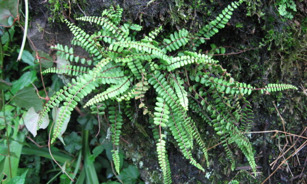 Asplenium trichomanes