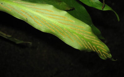 Loxogramme duclouxii