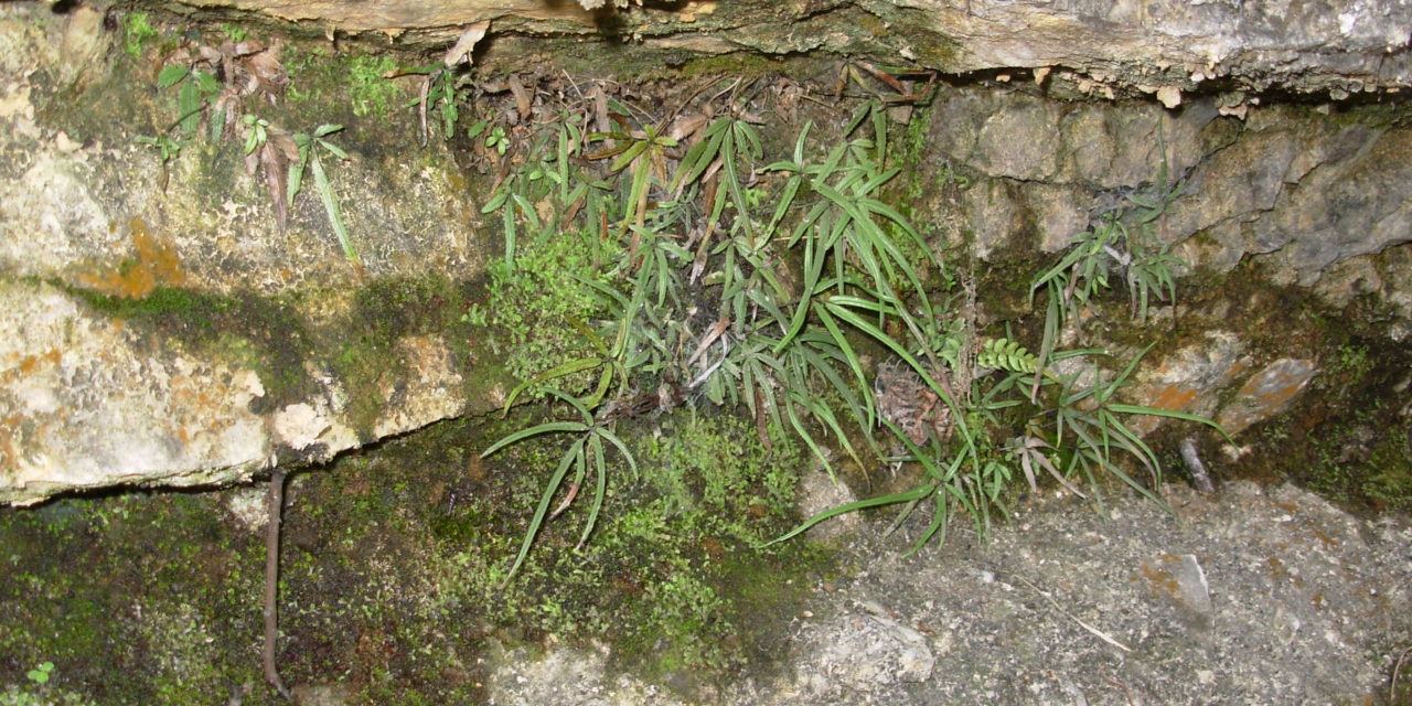 Pteris gallinopes