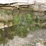 Pteris gallinopes