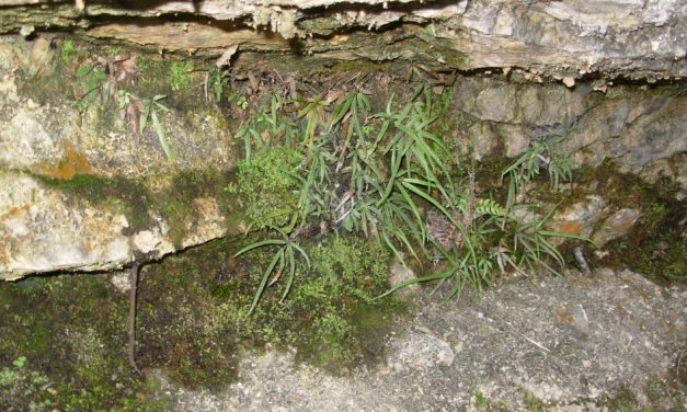 Pteris gallinopes