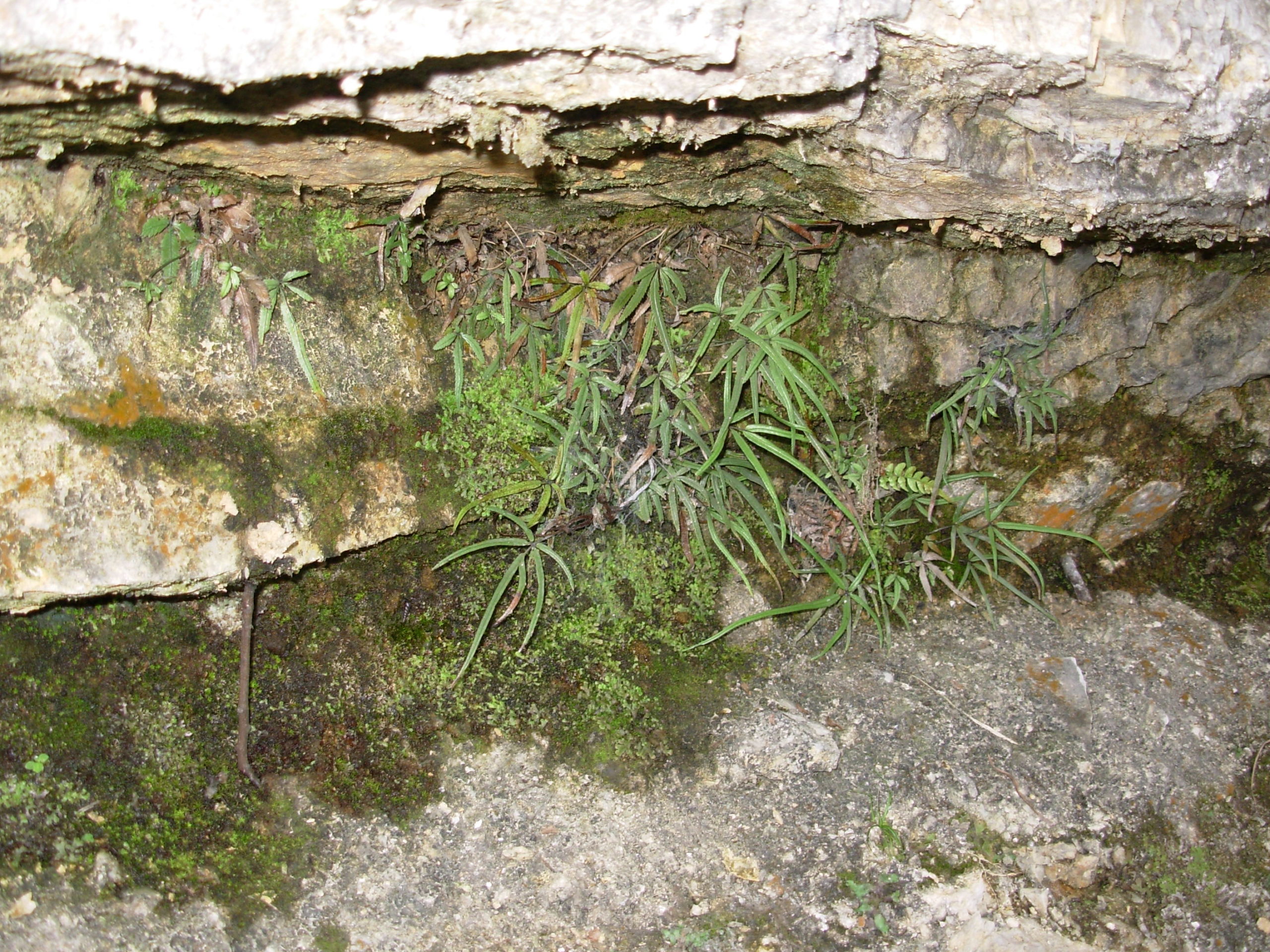 Pteris gallinopes