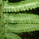 Dryopteris cycadina