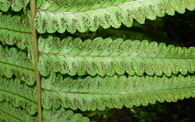 Dryopteris cycadina