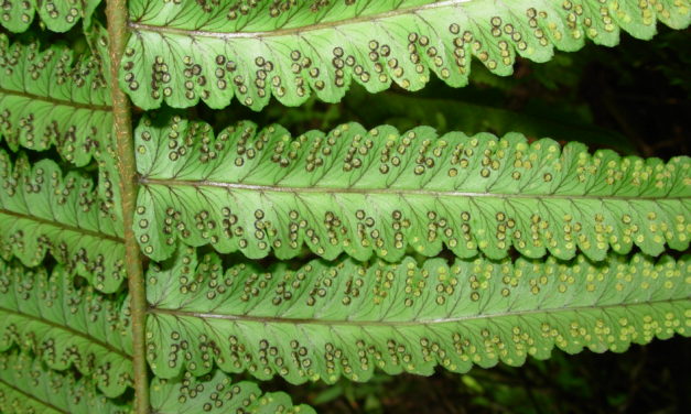 Dryopteris cycadina