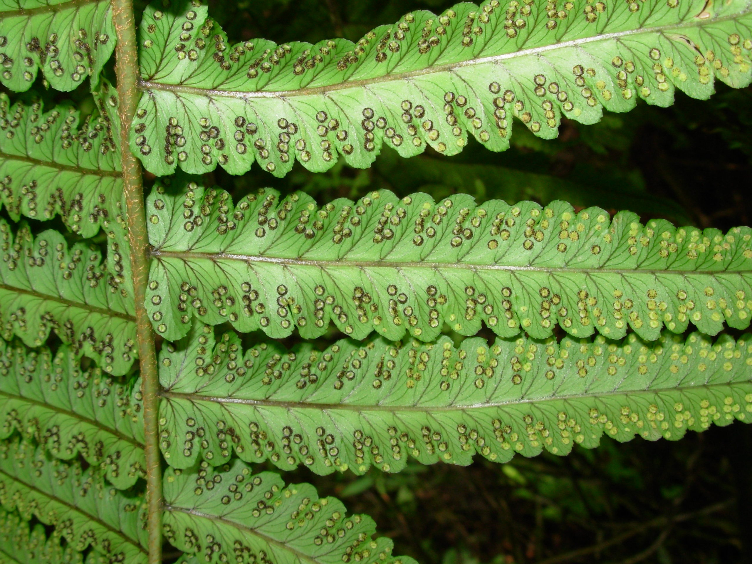 Dryopteris cycadina