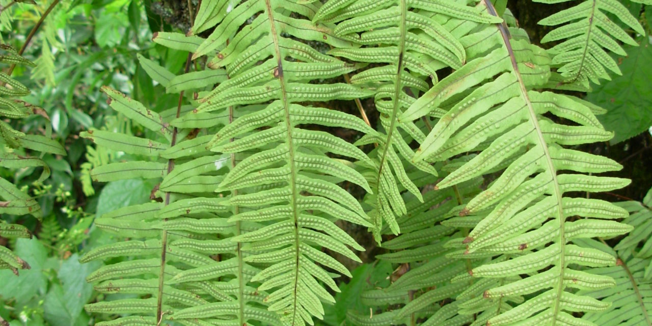 Polypodioides pseudolachnopus