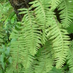 Polypodioides pseudolachnopus