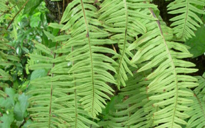 Polypodioides pseudolachnopus