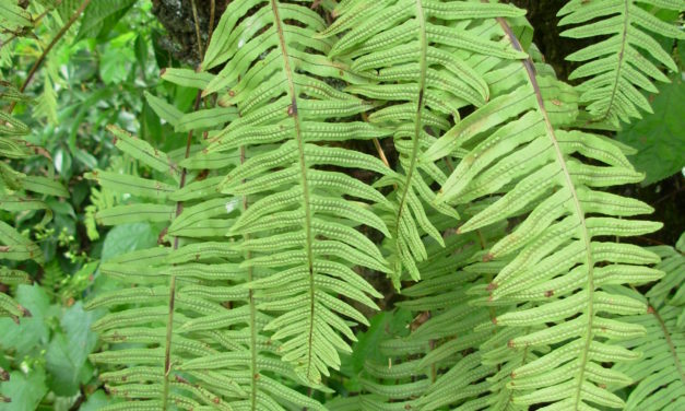 Polypodioides pseudolachnopus