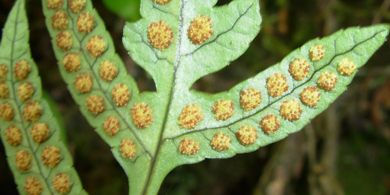 Selliguea conmixta