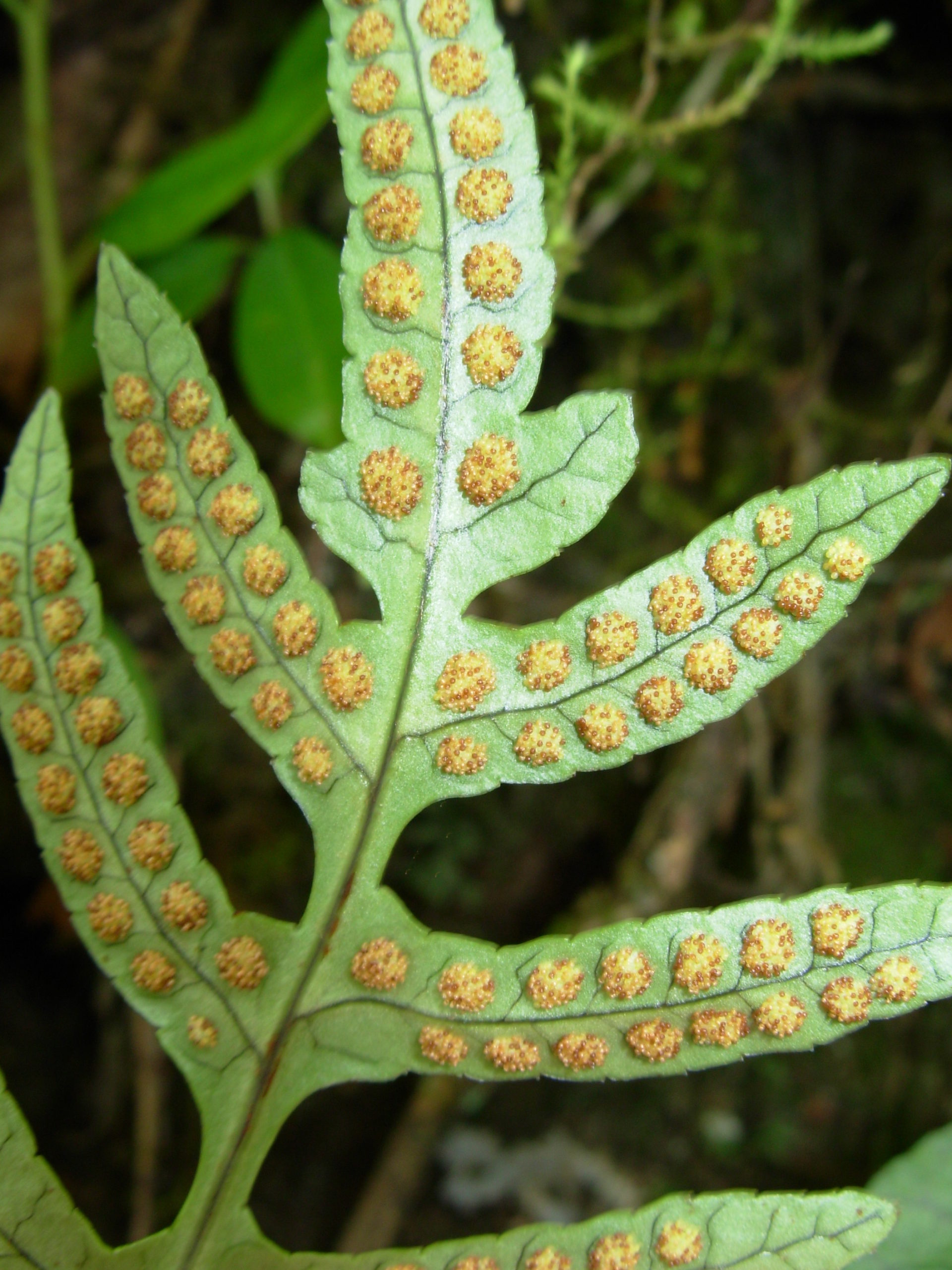 Selliguea conmixta