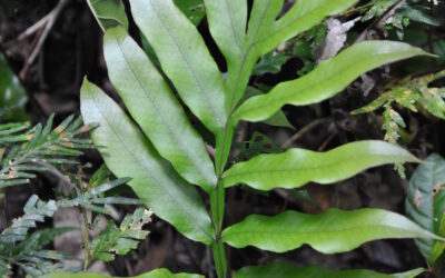 Tectaria cf. decurrens