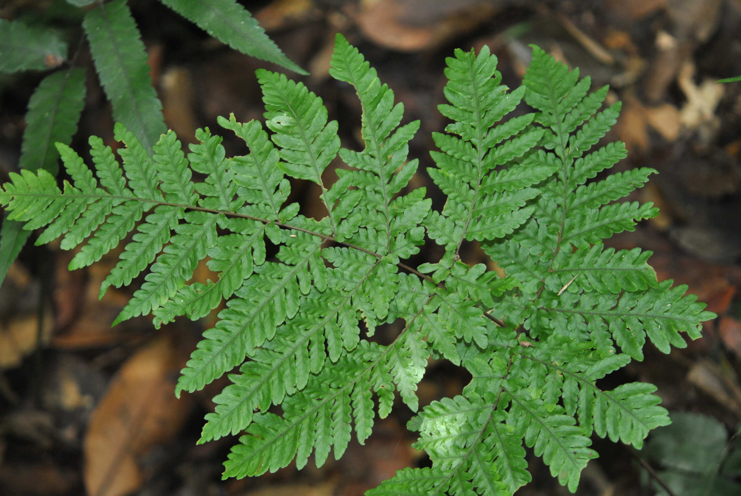 Tectaria pubescens