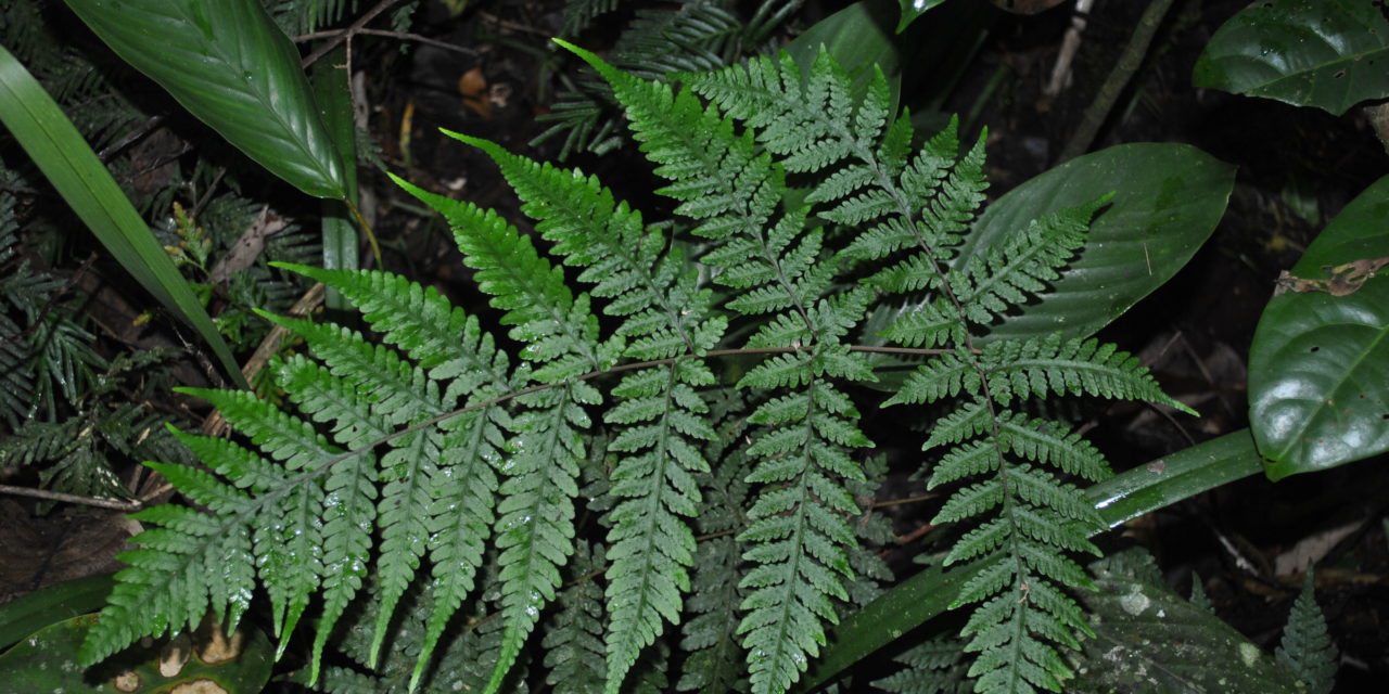 Tectaria ferruginea