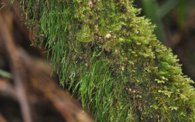 Vaginularia acrocarpa