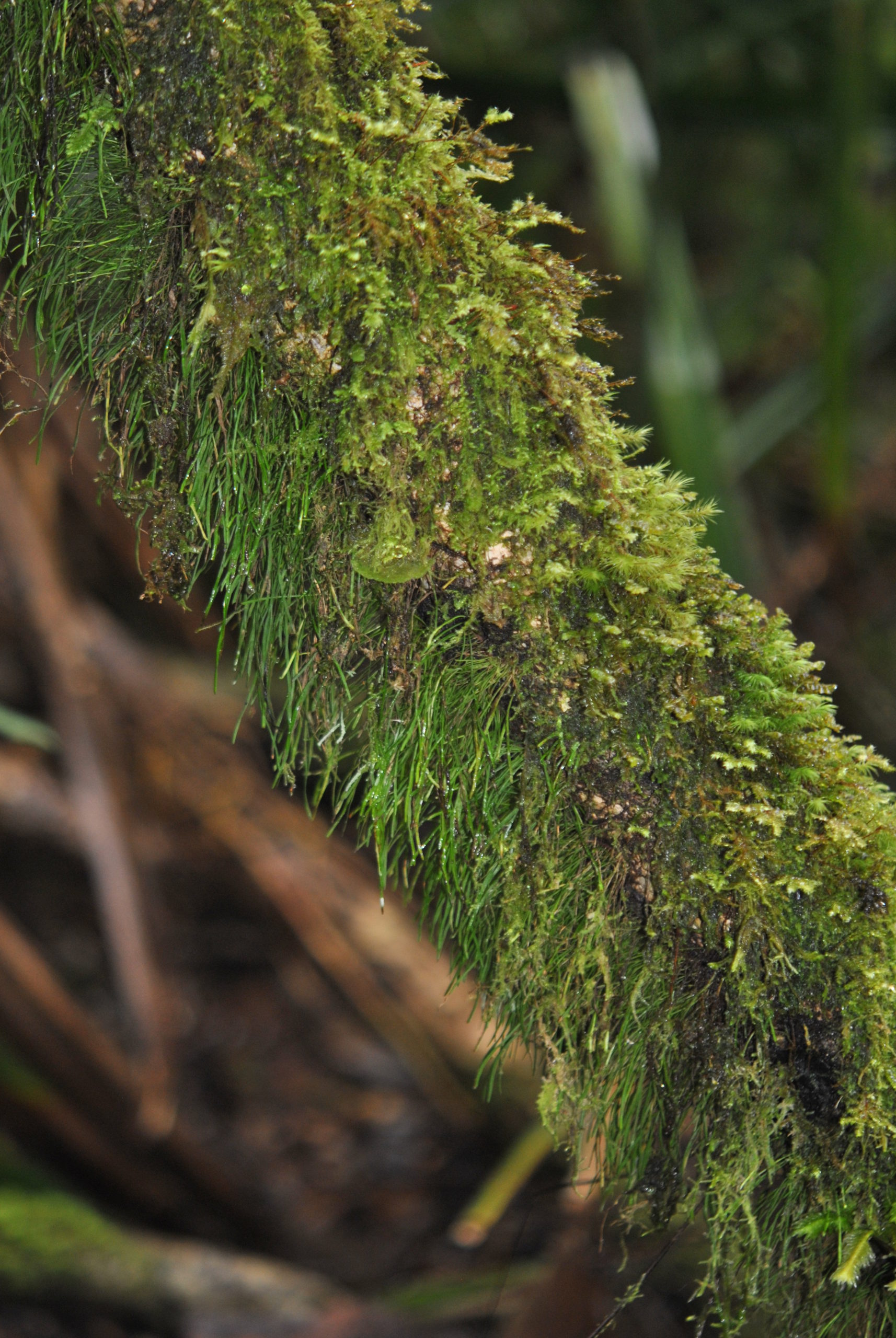 Vaginularia acrocarpa