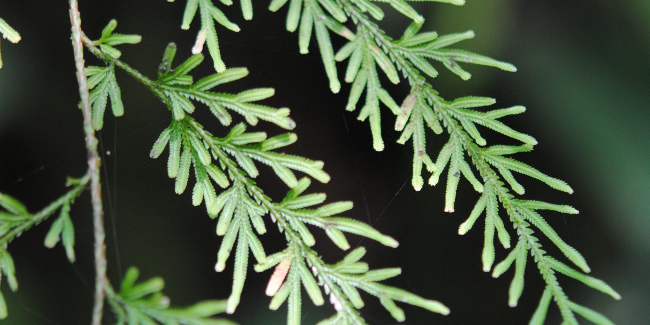 Selaginella hieronymiana