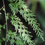 Selaginella hieronymiana