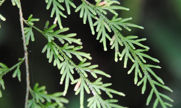 Selaginella hieronymiana