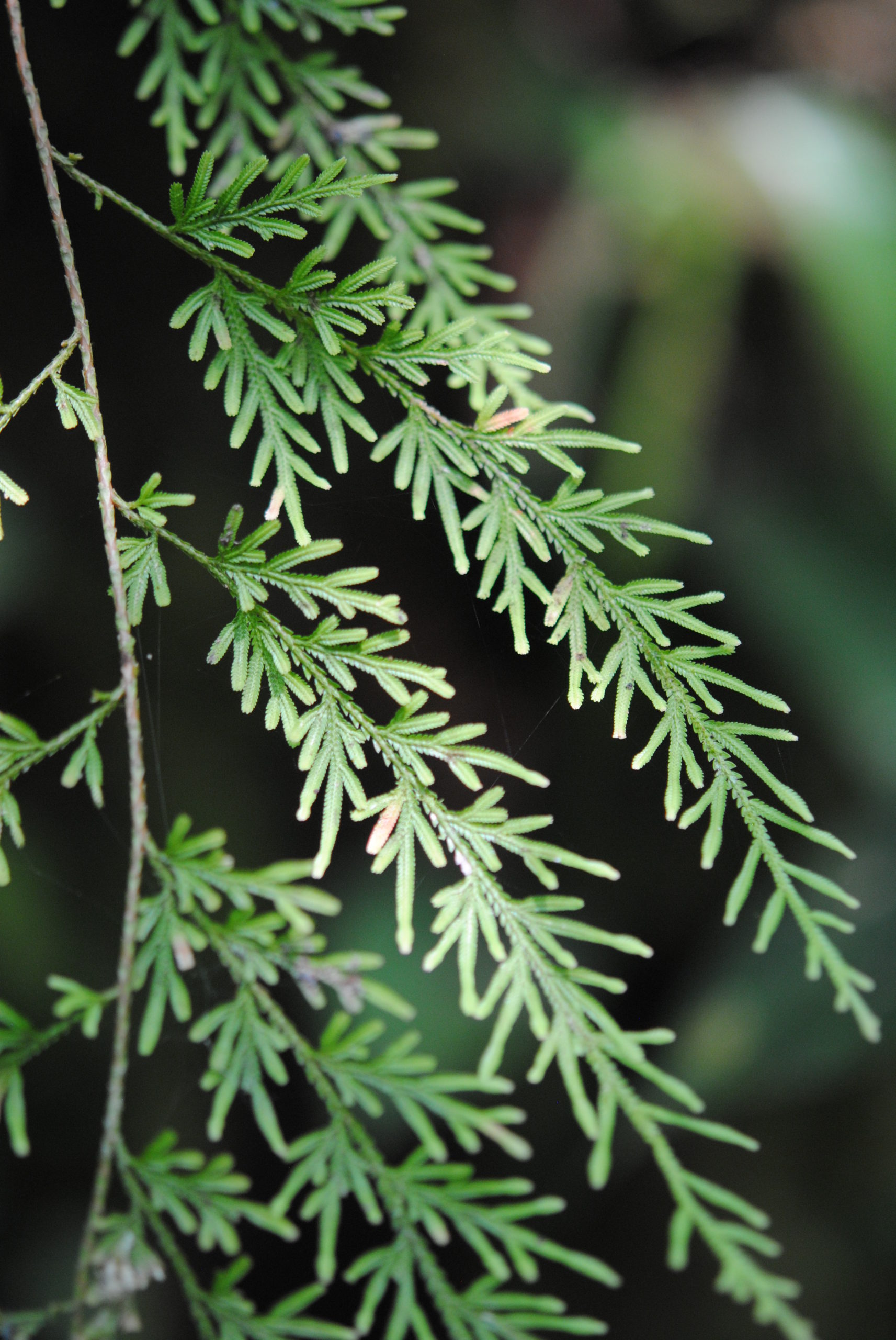 Selaginella hieronymiana