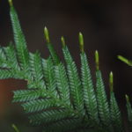 Selaginella velutina