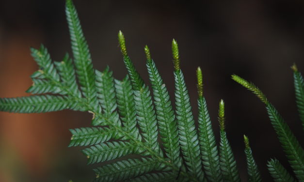 Selaginella velutina