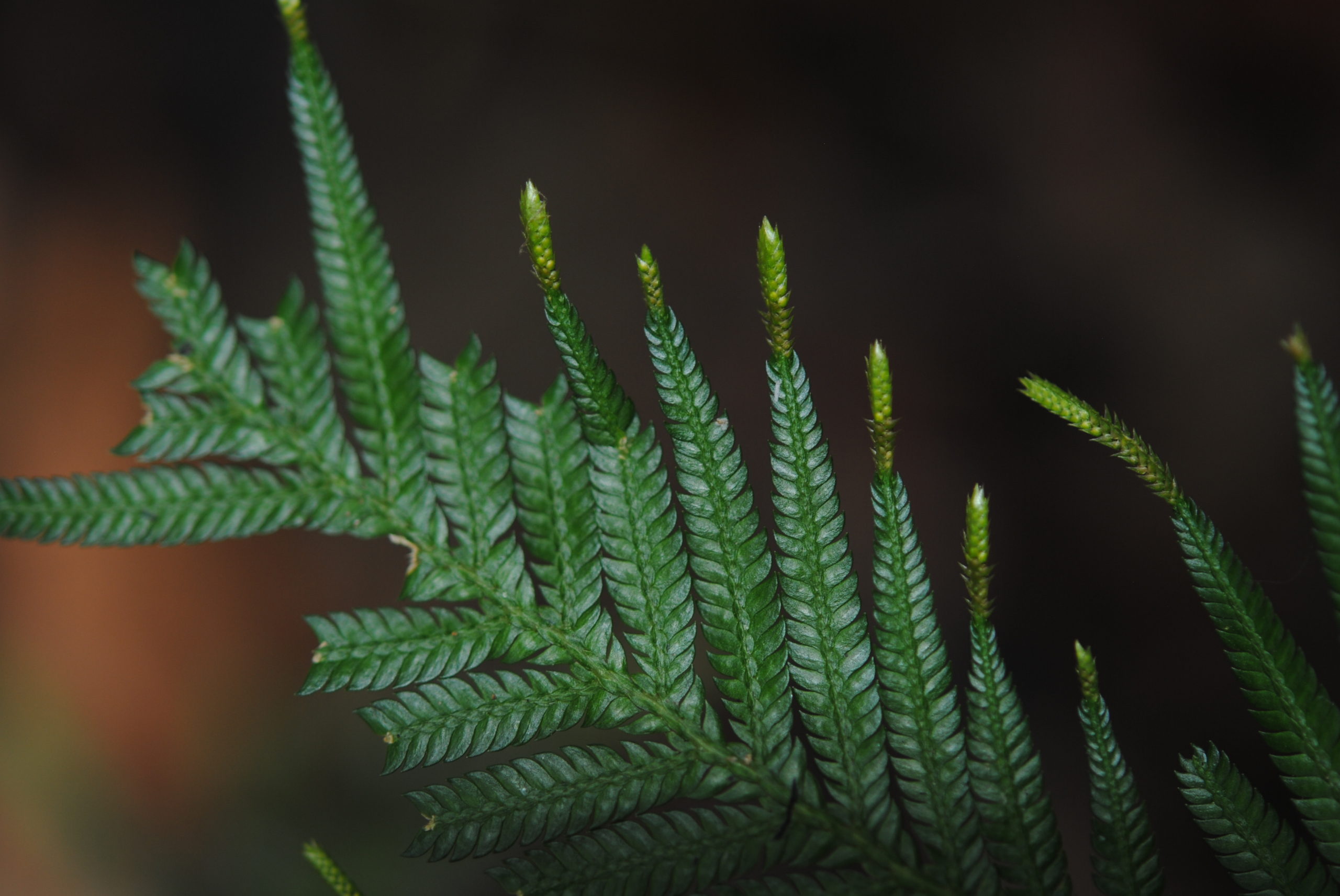 Selaginella velutina