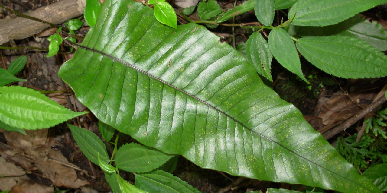 Neocheiropteris ovata