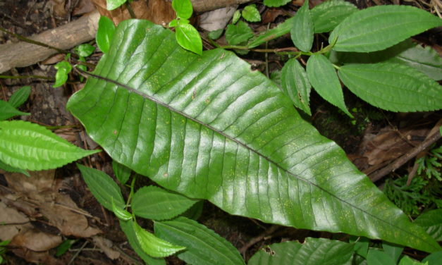 Neocheiropteris ovata