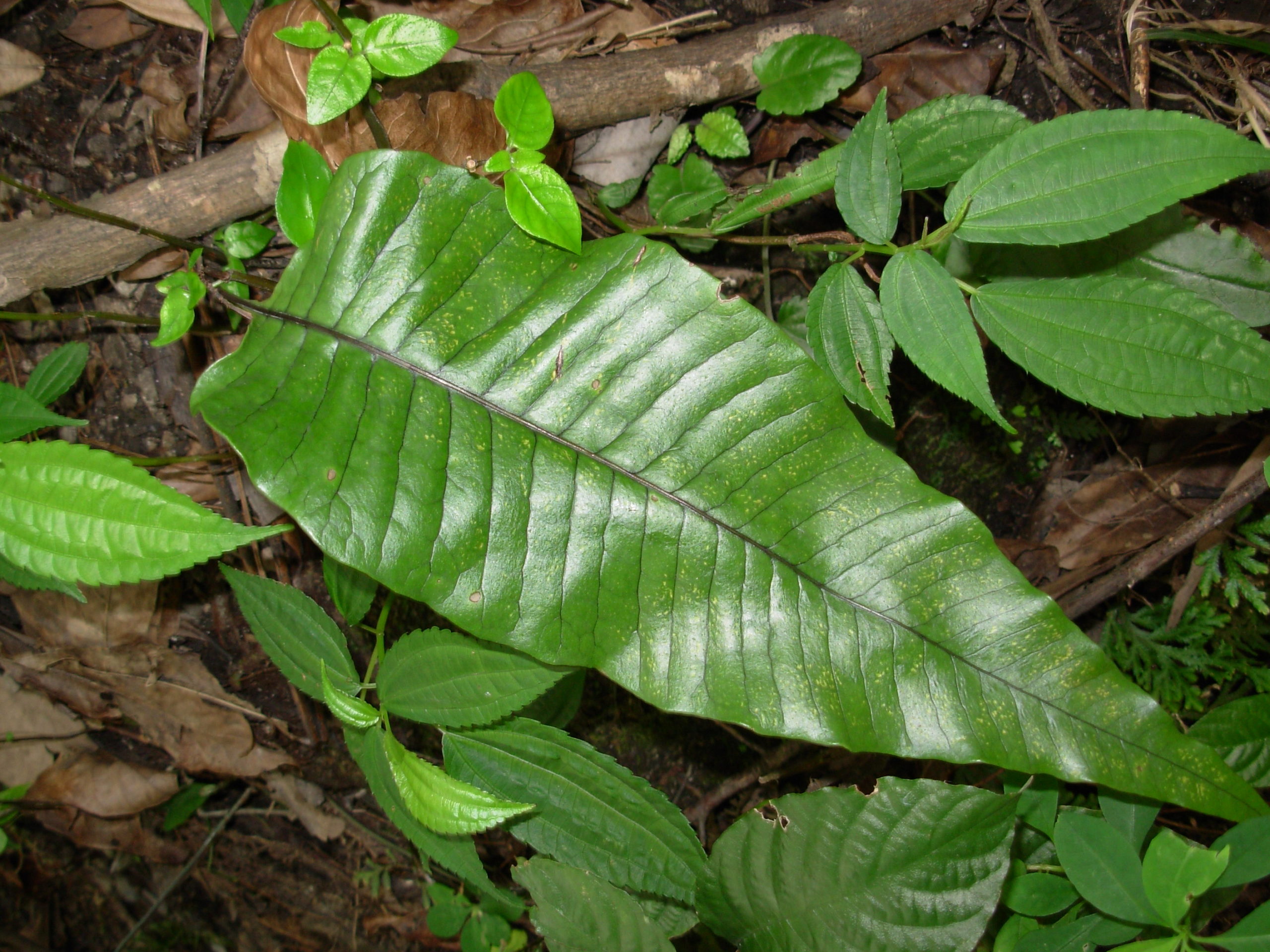 Neocheiropteris ovata