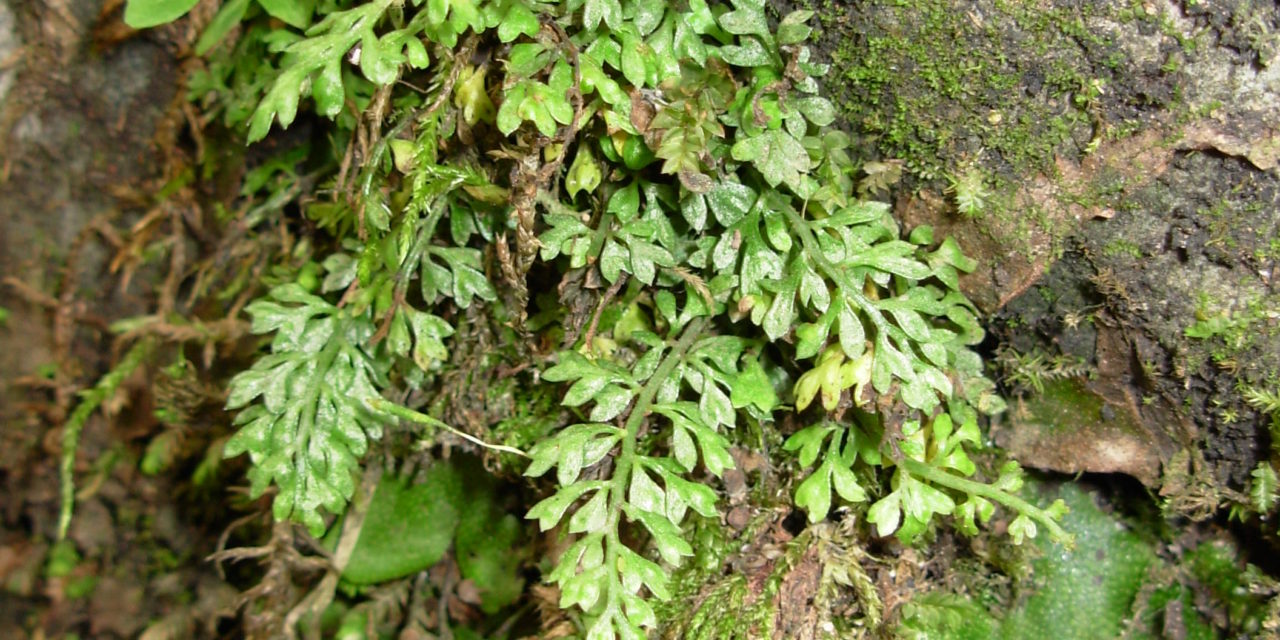 Asplenium capillipes