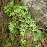 Asplenium capillipes