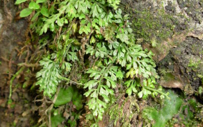 Asplenium capillipes