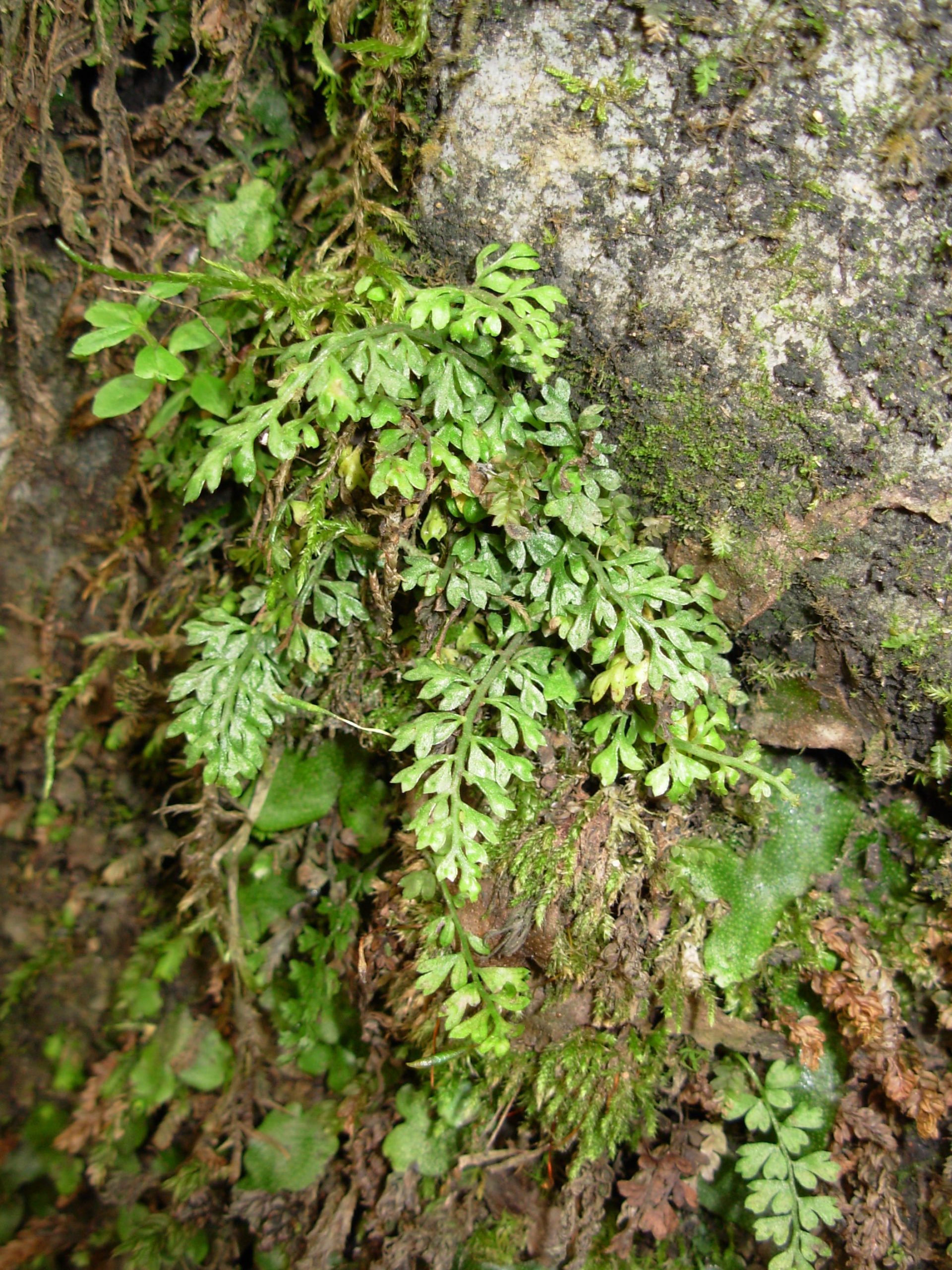 Asplenium capillipes