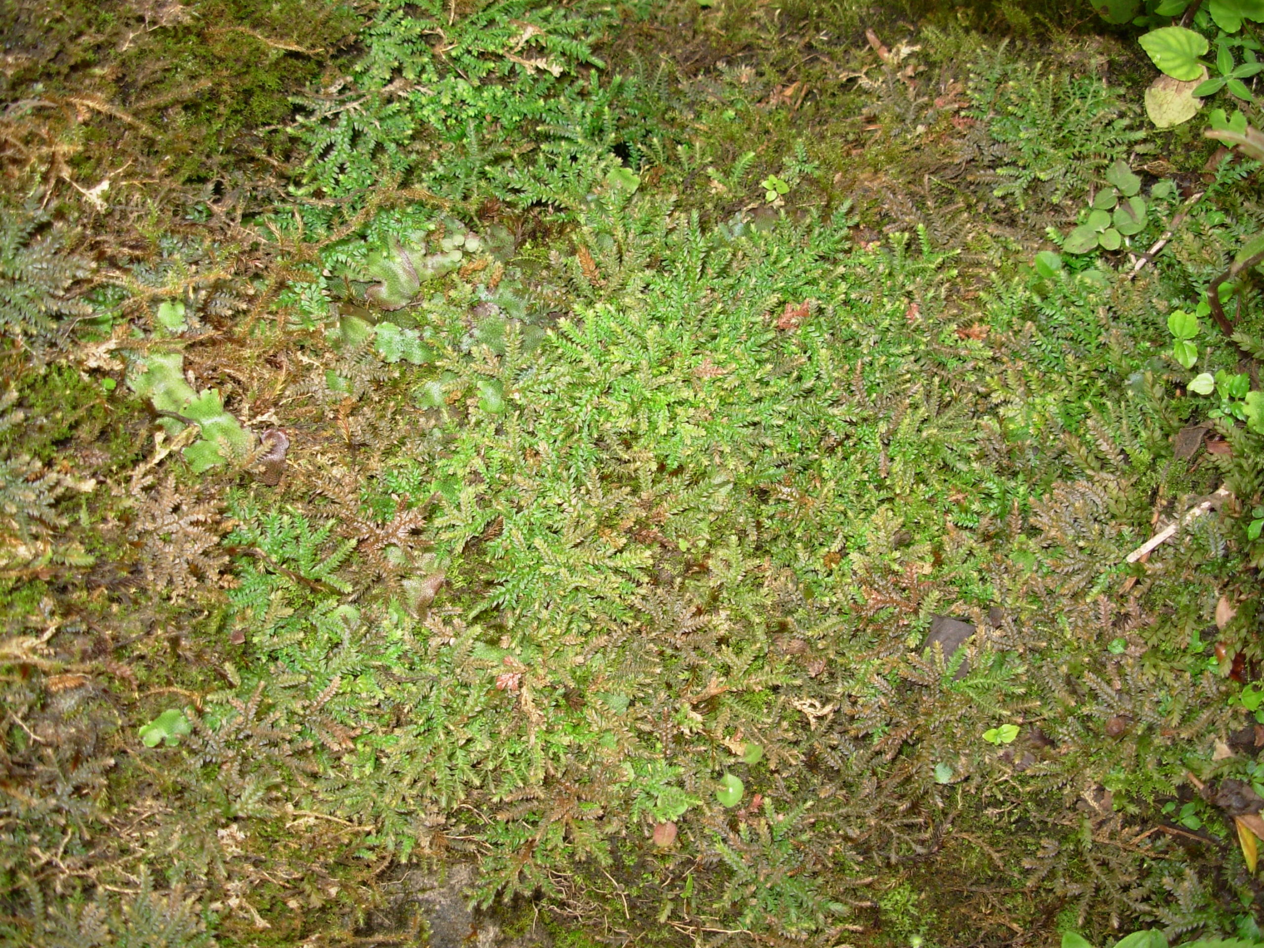 Selaginella nipponica