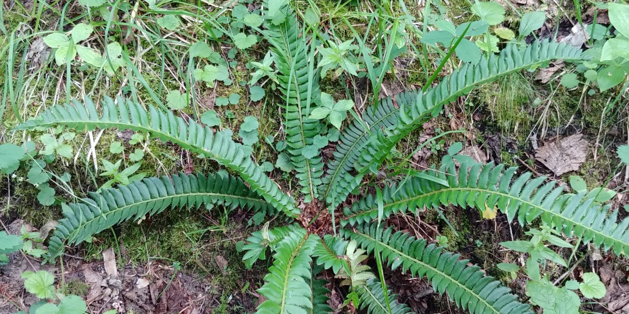 Polystichum lonchitis