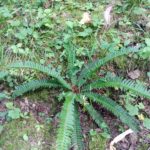 Polystichum lonchitis