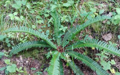 Polystichum lonchitis