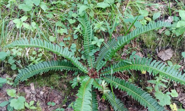 Polystichum lonchitis