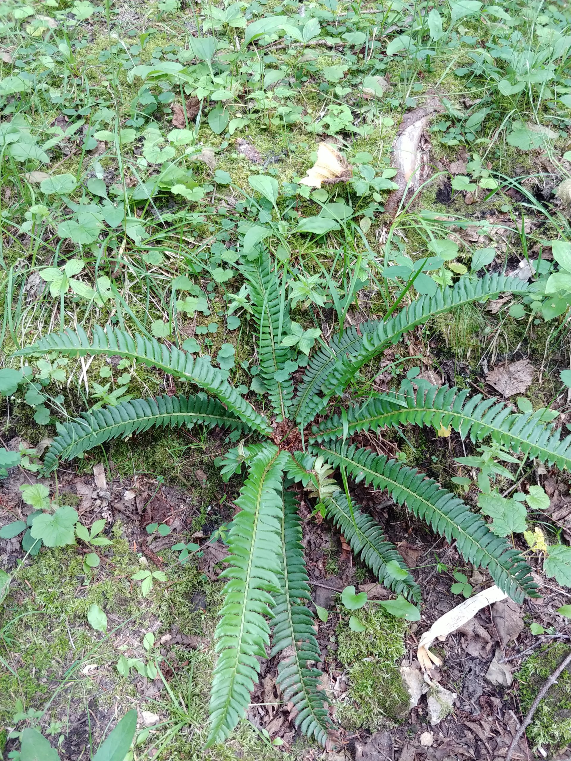 Polystichum lonchitis