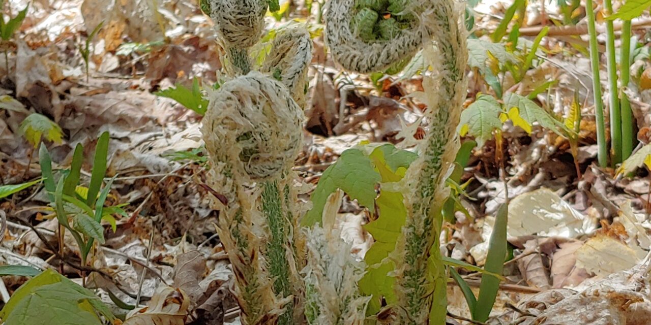 Dryopteris goldiana