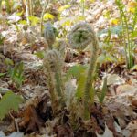 Dryopteris goldiana