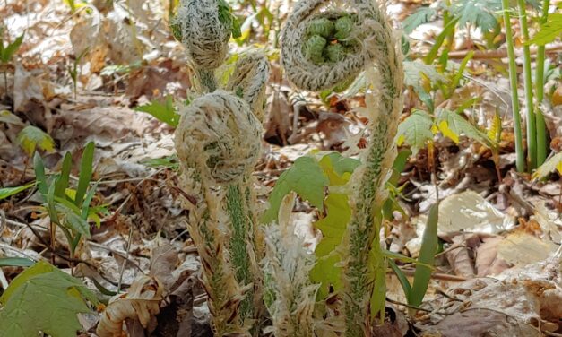 Dryopteris goldiana