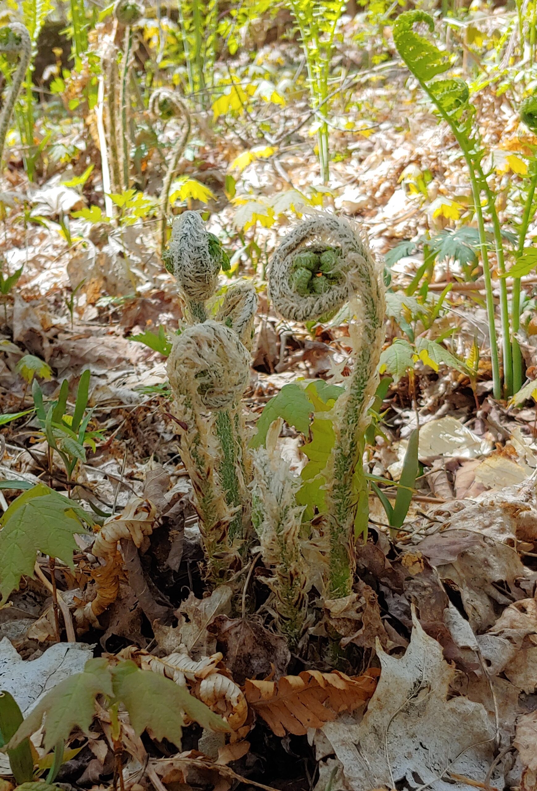 Dryopteris goldiana