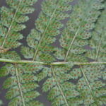 Polystichum turrialbae