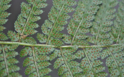 Polystichum turrialbae